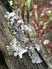 Cetrelia cetrarioides