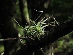 Tillandsia recurvata