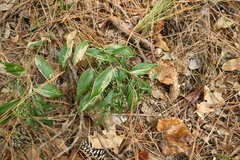 Dichanthelium boscii