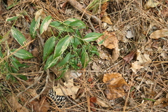 Dichanthelium boscii