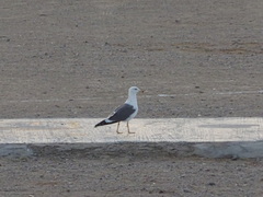 Larus fuscus