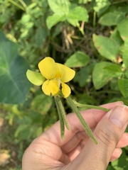 Vigna luteola