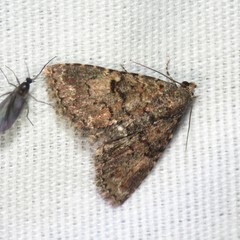 Metalectra miserulata