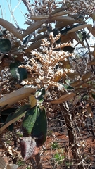 Miconieae