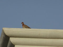 Streptopelia senegalensis