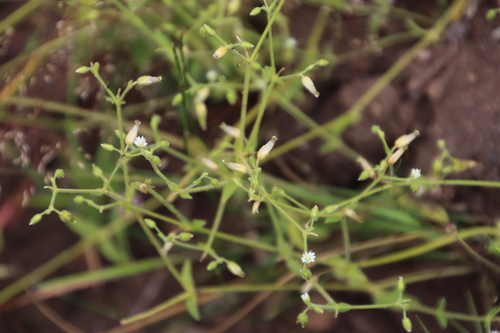 Image of Cerastium capense by (c) Tony Rebelo, some rights reserved (CC BY-SA)