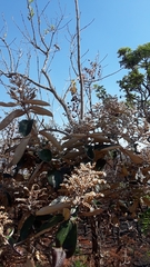 Miconieae