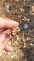 Cordylanthus pilosus trifidus