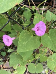 Ipomoea