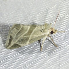 Plagiomimicus tepperi