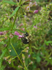 Bombus impatiens image