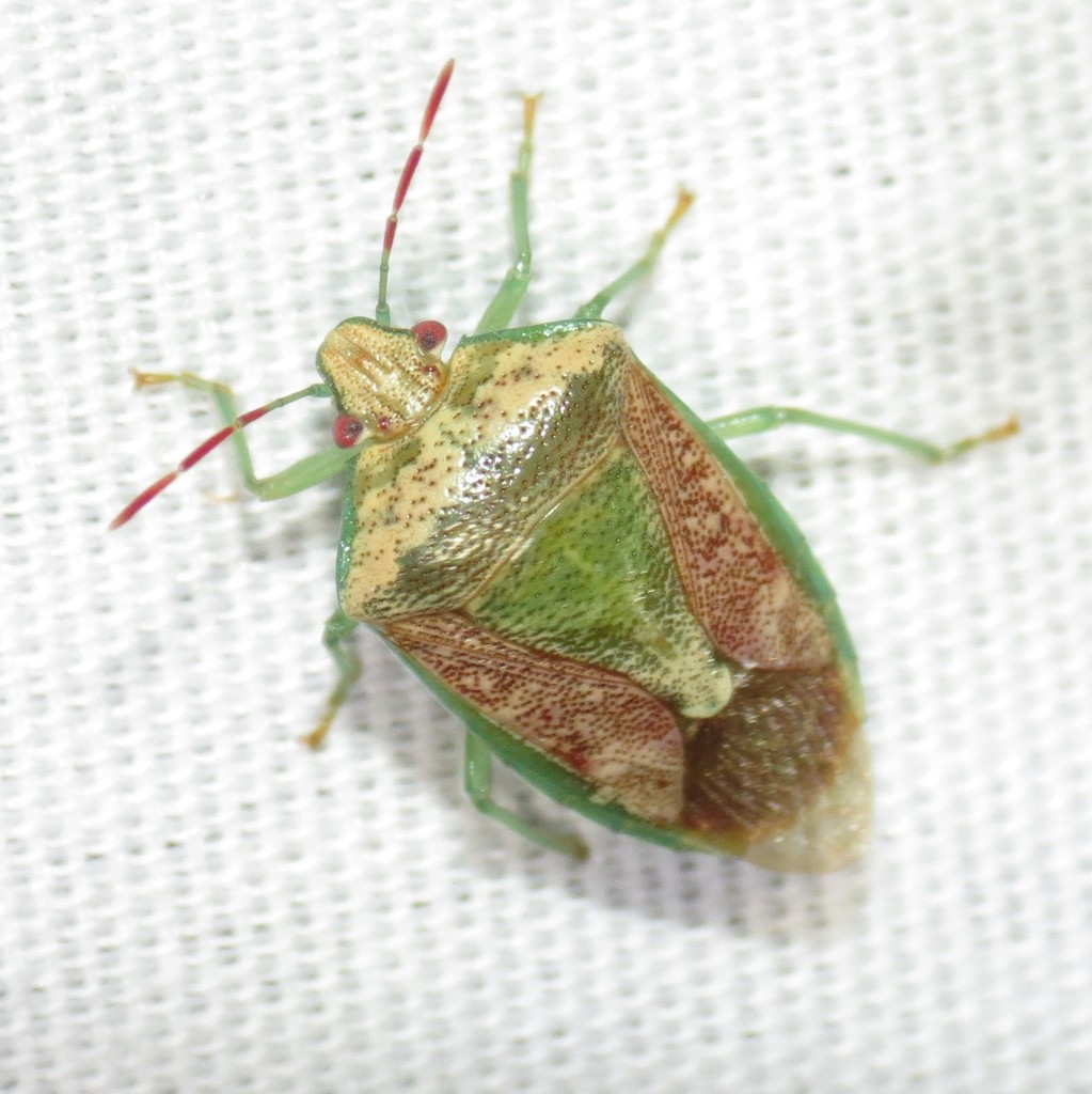 Banasa subcarnea