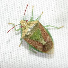 Banasa subcarnea