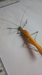 Tithonophasma tithonus