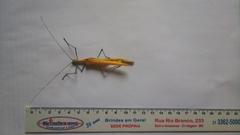 Tithonophasma tithonus