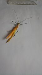 Tithonophasma tithonus