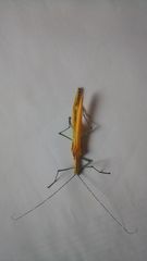 Tithonophasma tithonus