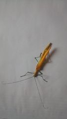 Tithonophasma tithonus