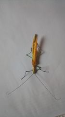 Tithonophasma tithonus