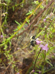 Bombus impatiens image