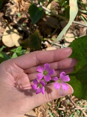 Oxalis debilis