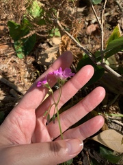 Oxalis debilis