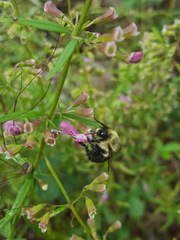 Bombus impatiens image