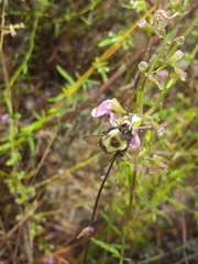 Bombus impatiens image