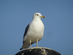 Larus fuscus