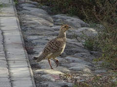 Ortygornis pondicerianus