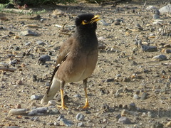 Acridotheres tristis