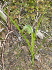 Pterostylis graminea