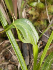 Pterostylis graminea