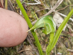 Pterostylis graminea