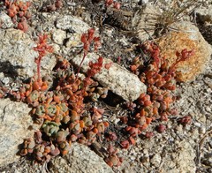 Sedum obtusatum