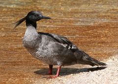 Brazilian Merganser photo 3