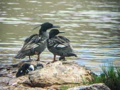 Brazilian Merganser photo 4