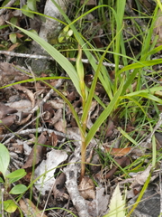 Pterostylis cardiostigma