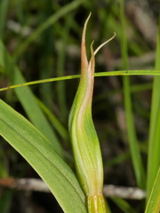 Pterostylis cardiostigma