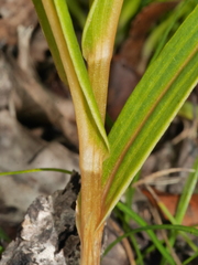 Pterostylis cardiostigma