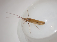 Limnephilus vittatus