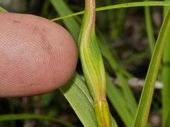 Pterostylis cardiostigma
