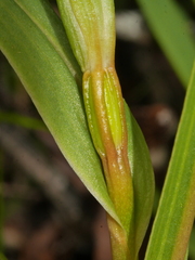Pterostylis cardiostigma