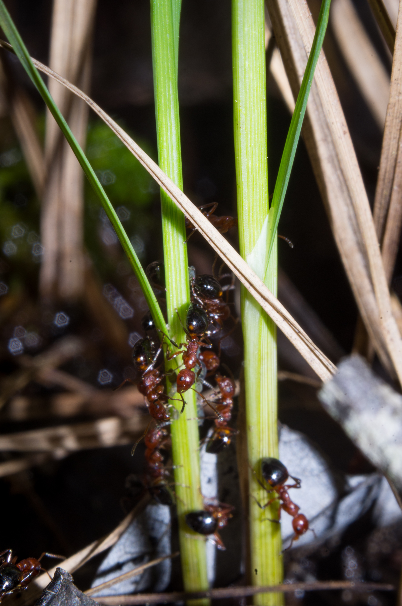 Dolichoderus mariae