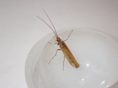 Limnephilus vittatus