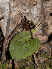Corybas oblongus
