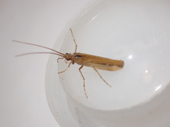 Limnephilus vittatus