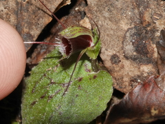 Corybas oblongus