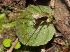 Corybas oblongus