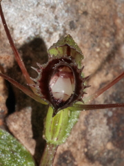 Corybas oblongus